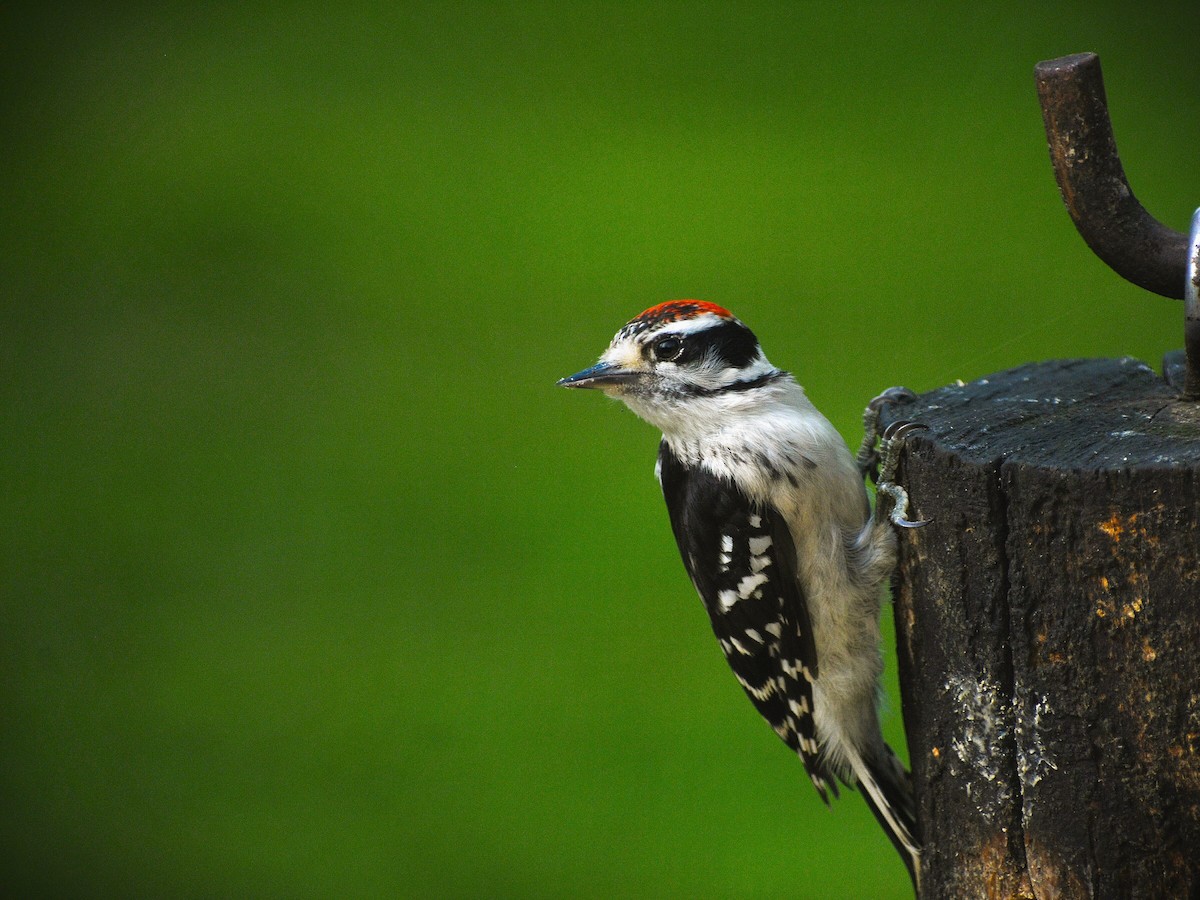 Downy Woodpecker - ML624482082