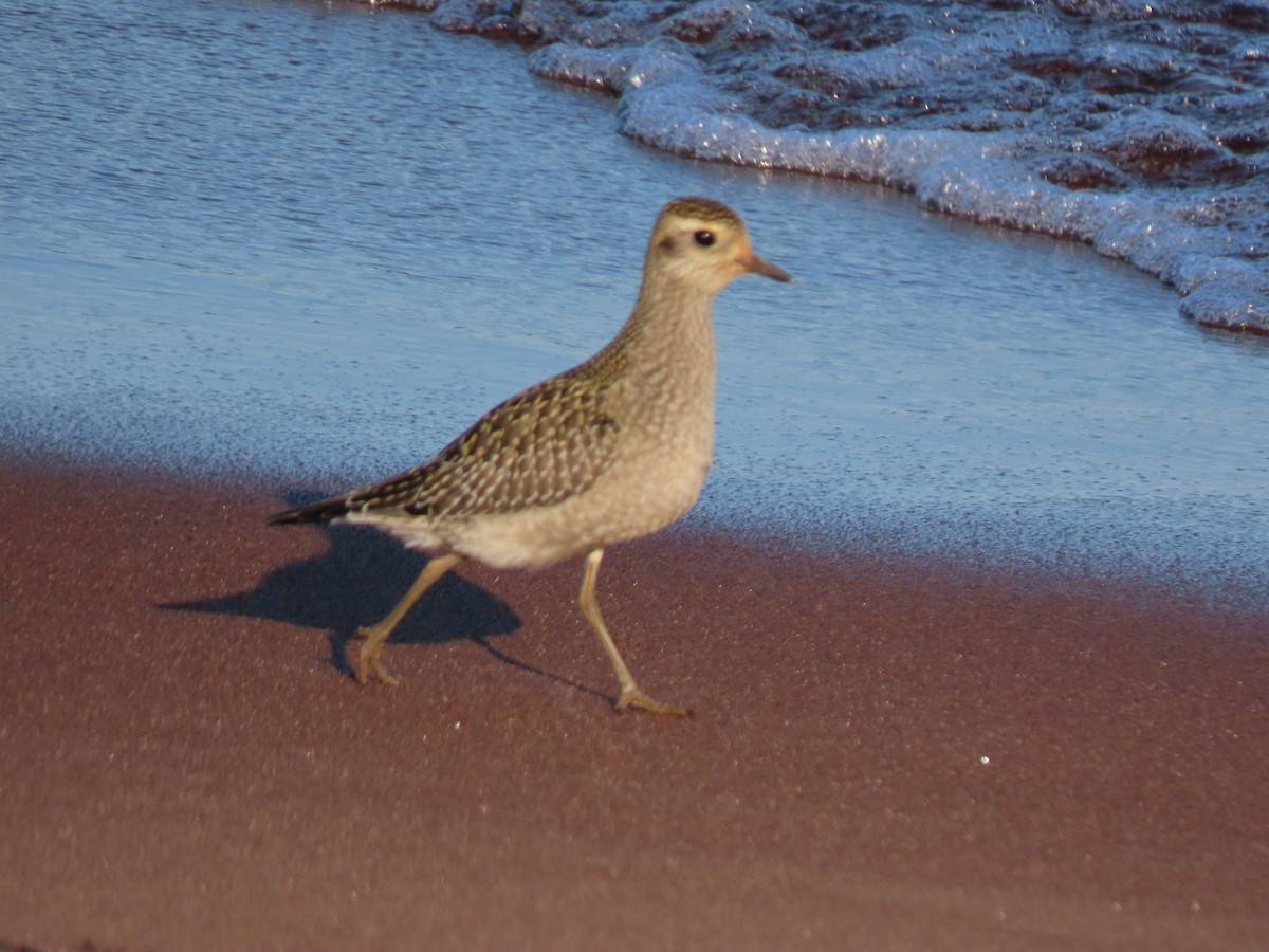 American Golden-Plover - ML624482112
