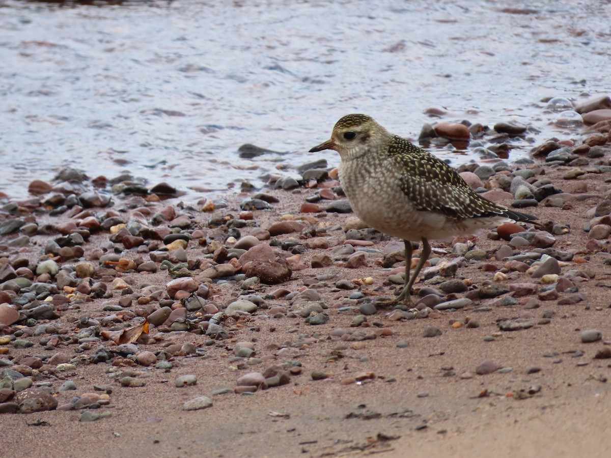American Golden-Plover - ML624482119