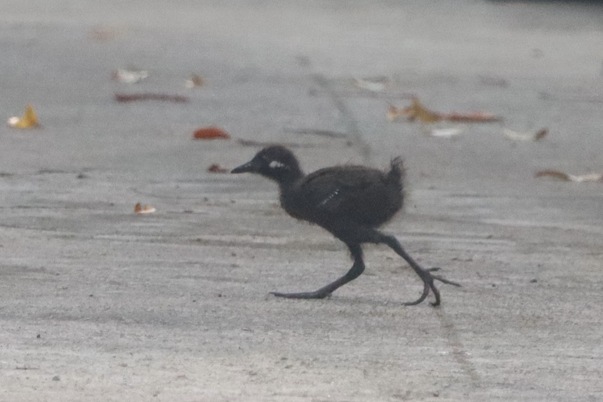 Barred Rail - ML624482135