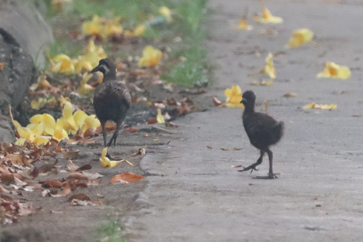 Barred Rail - ML624482137