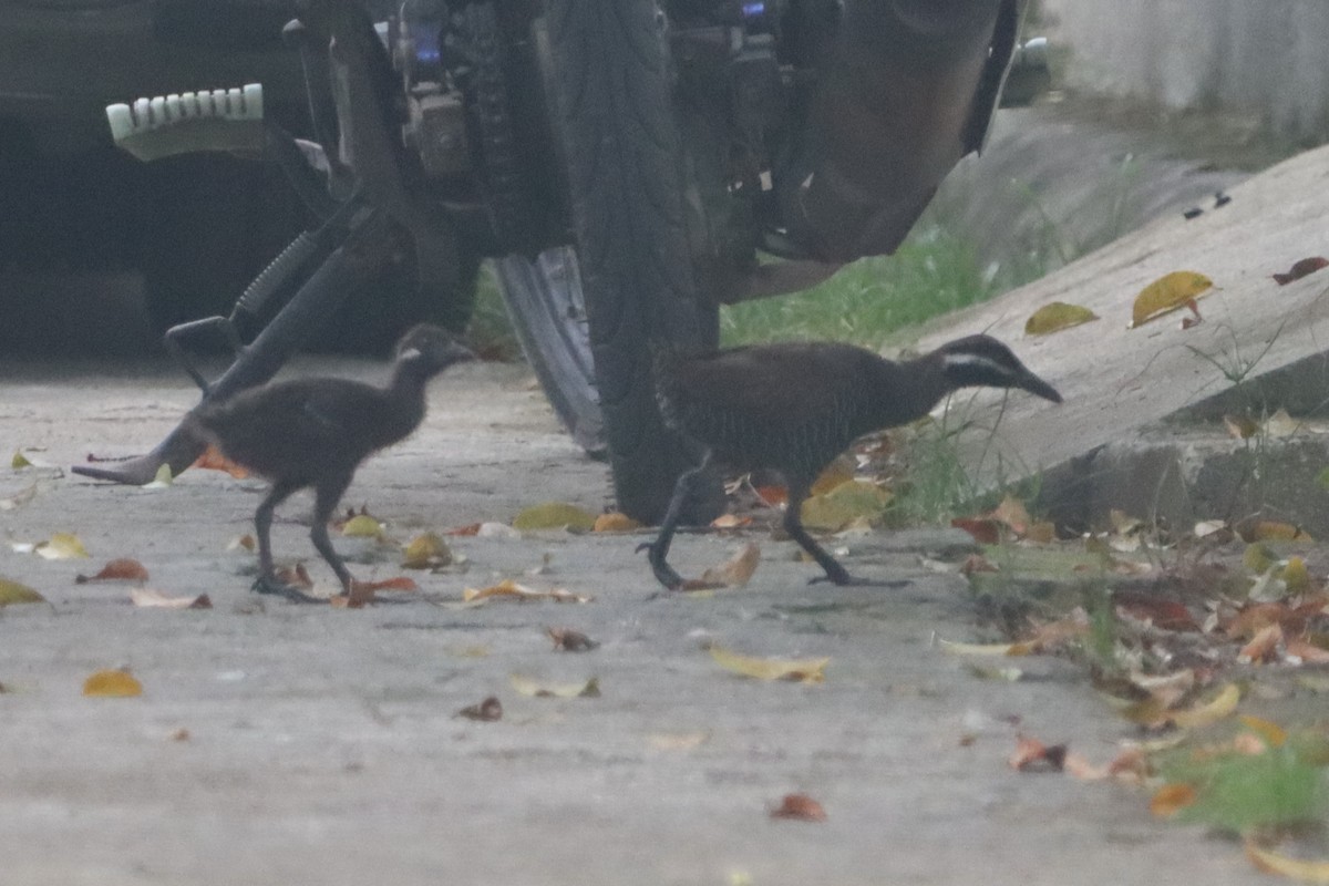 Barred Rail - ML624482139