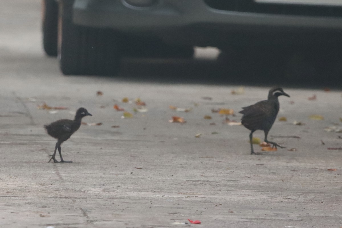 Barred Rail - ML624482140