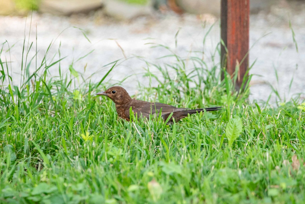 Eurasian Blackbird - ML624482155