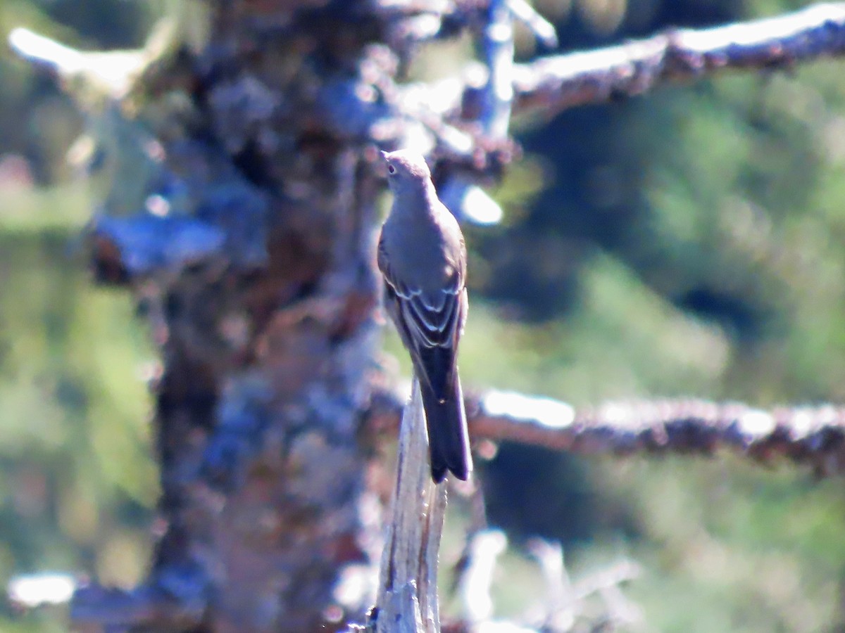 Townsend's Solitaire - ML624482196