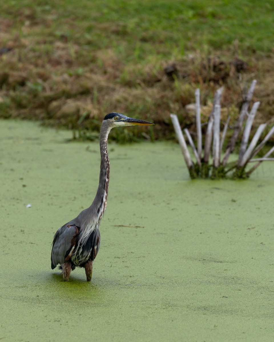 Great Blue Heron (Great Blue) - ML624482256