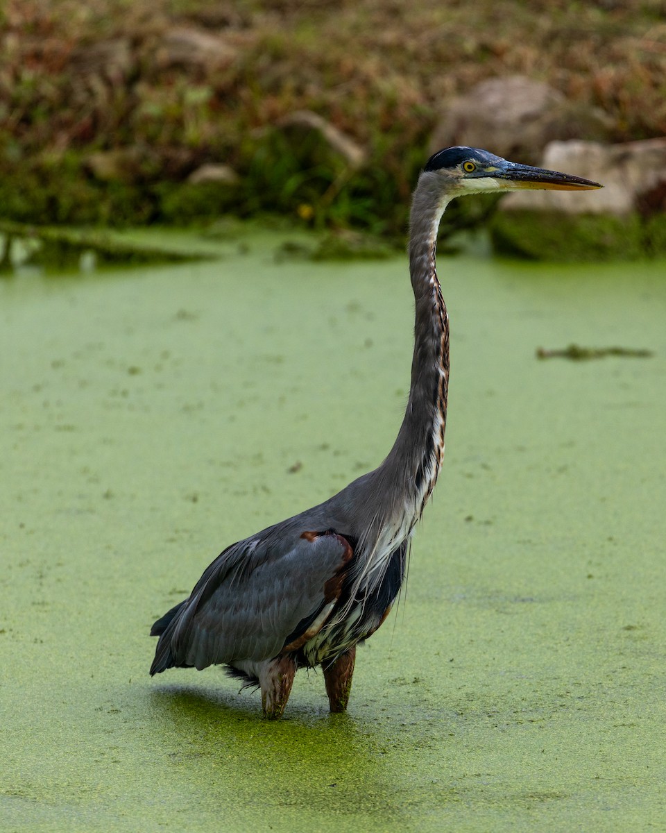 Great Blue Heron (Great Blue) - ML624482257
