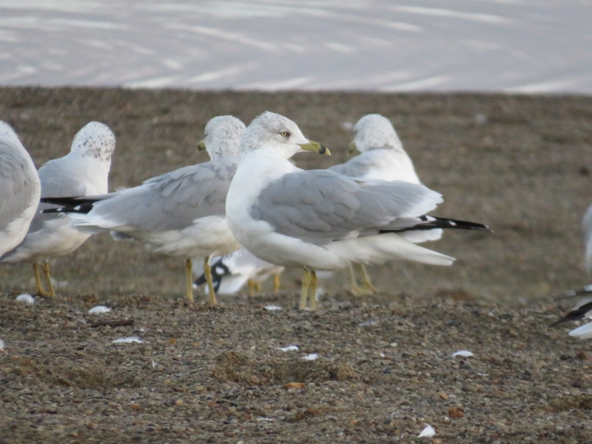 Ring-billed Gull - Nathaniel Keyse