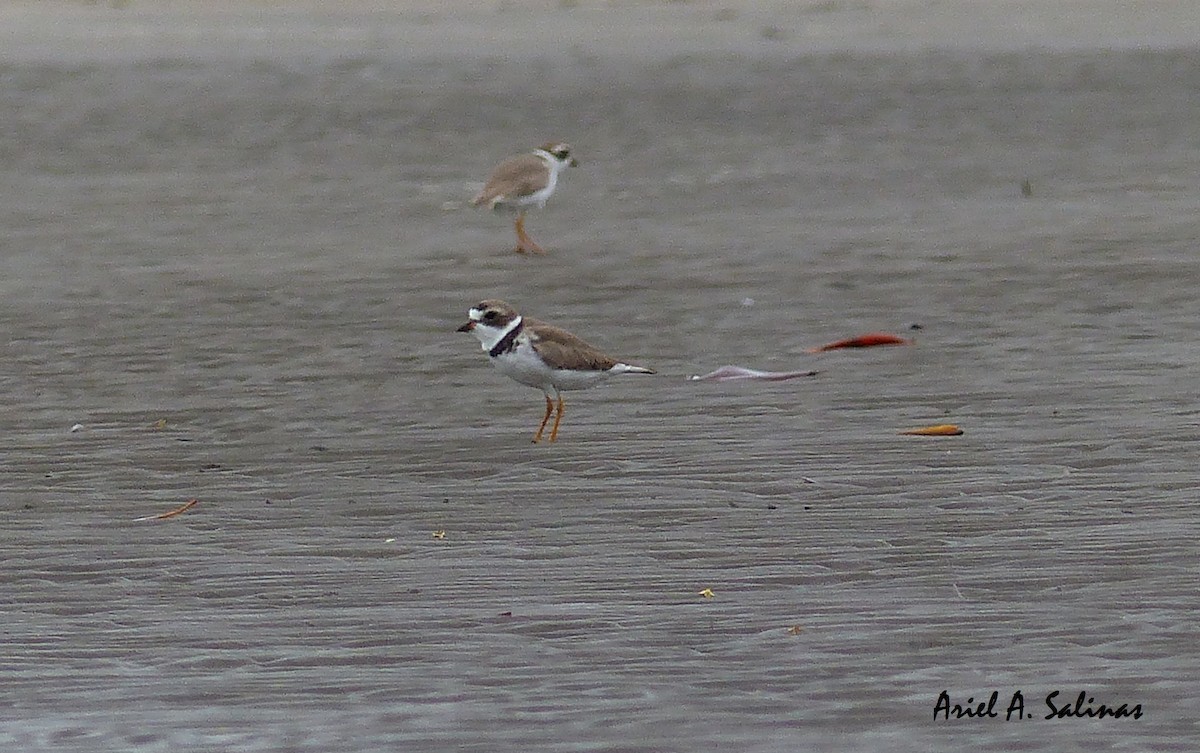 Semipalmated Plover - ML62448241