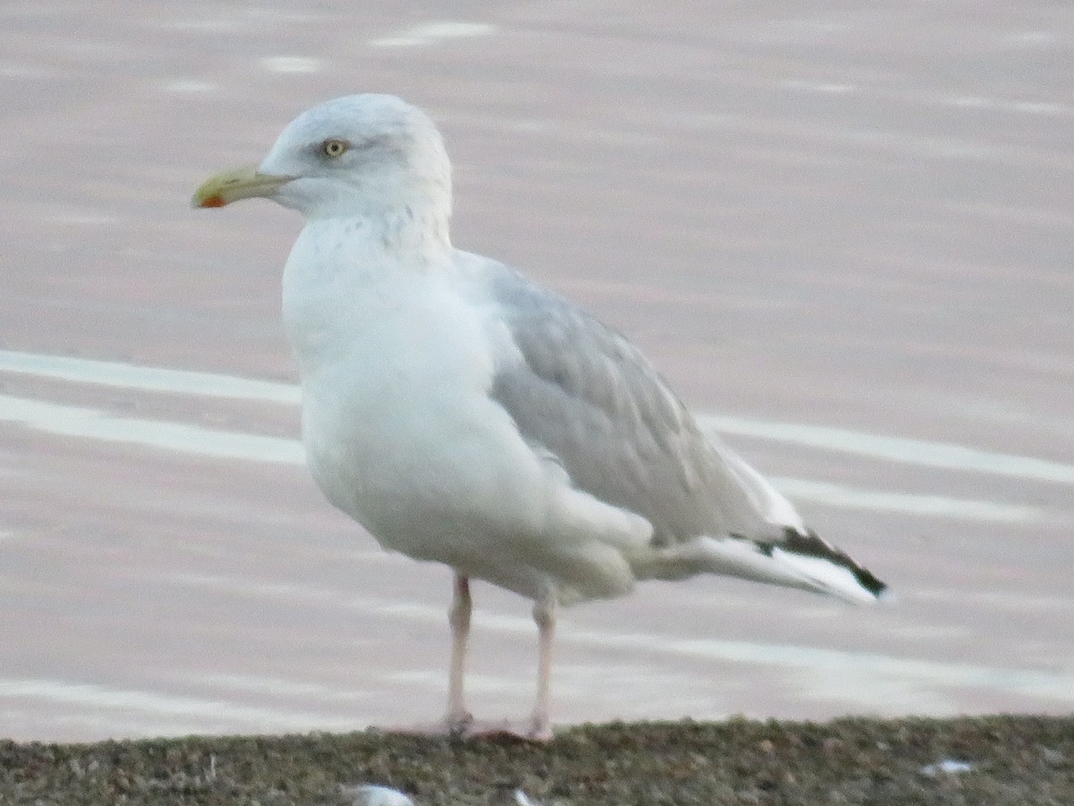 Herring Gull (American) - ML624482410