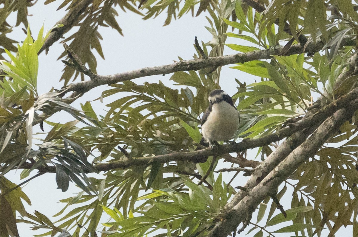 Gray-green Bushshrike - Anne Heyerly