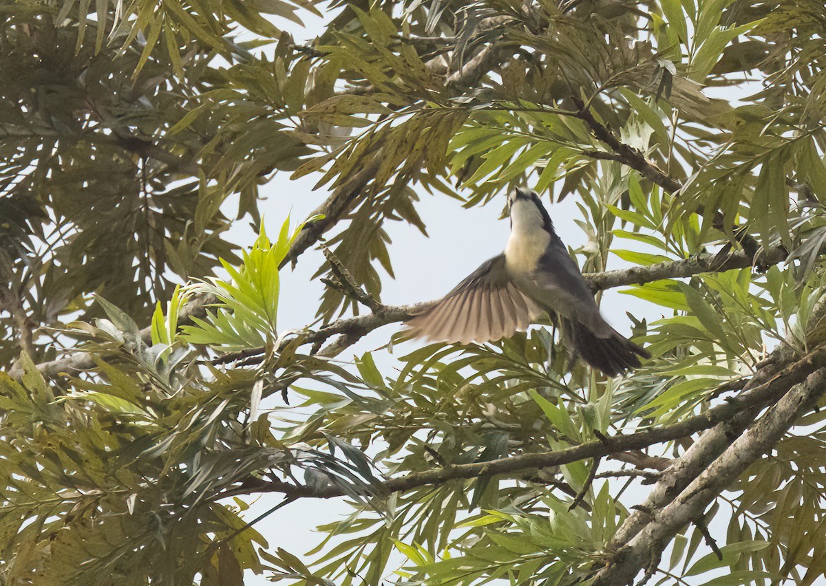 Gray-green Bushshrike - ML624482479