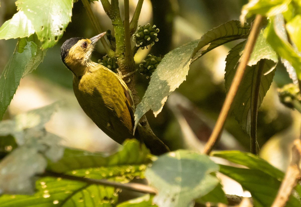 Elliot's Woodpecker - ML624482589