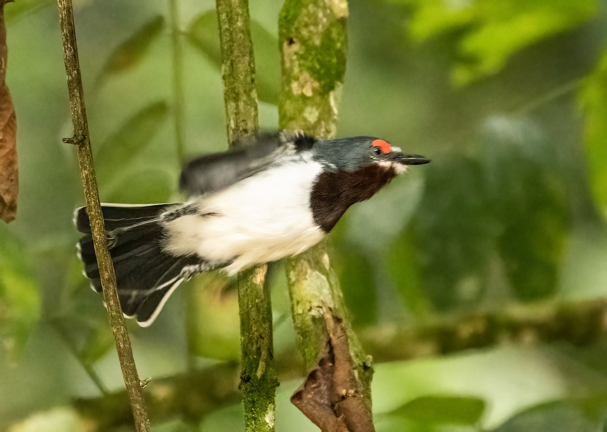 Brown-throated Wattle-eye - ML624482727