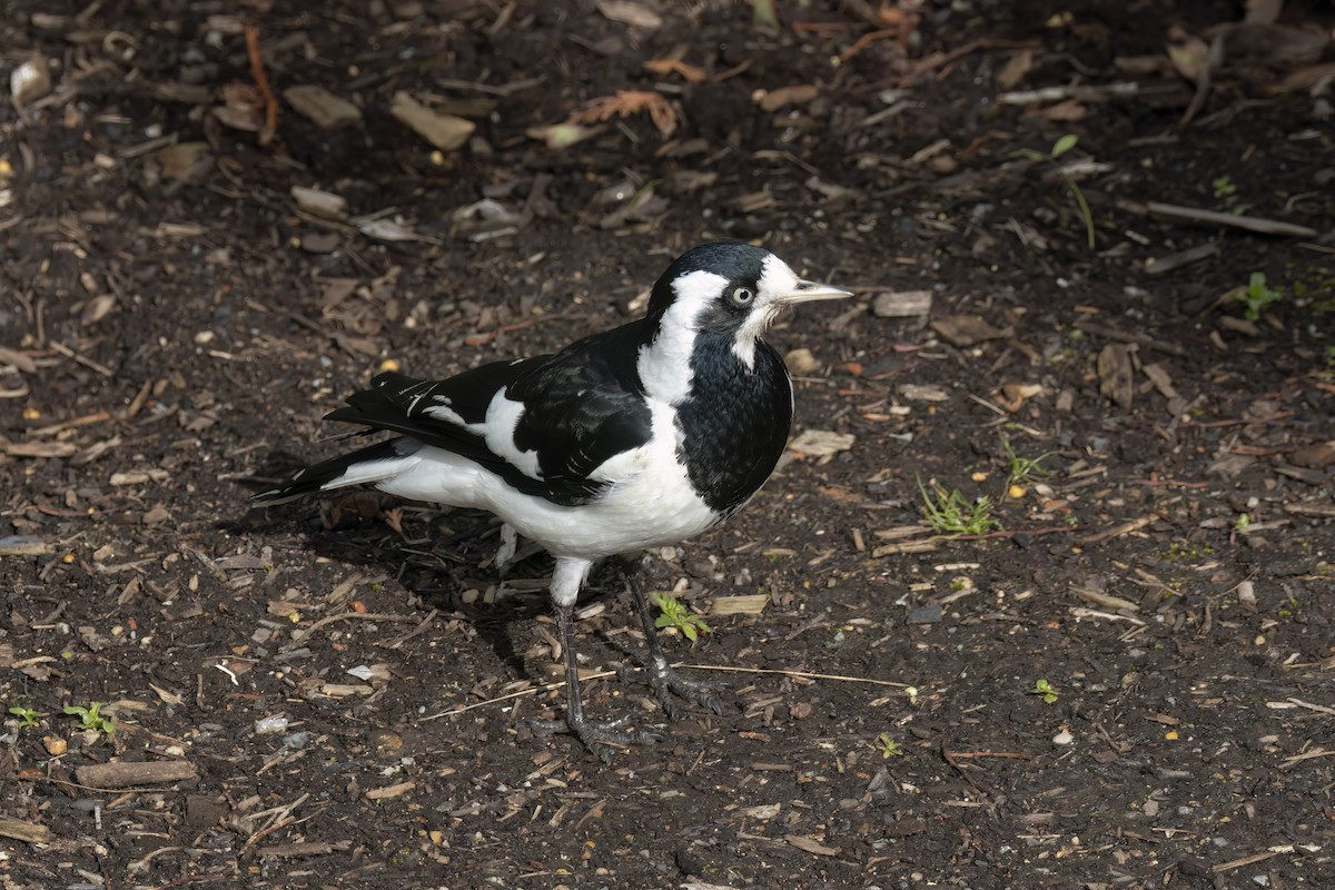 Magpie-lark - ML624482833