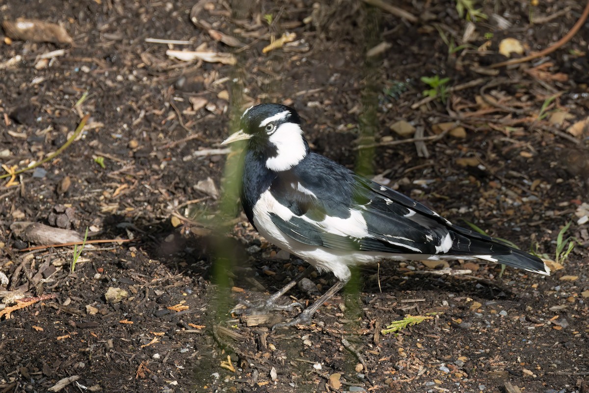 Magpie-lark - Andreas Heikaus