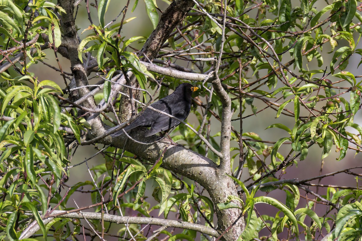 Eurasian Blackbird - ML624482839