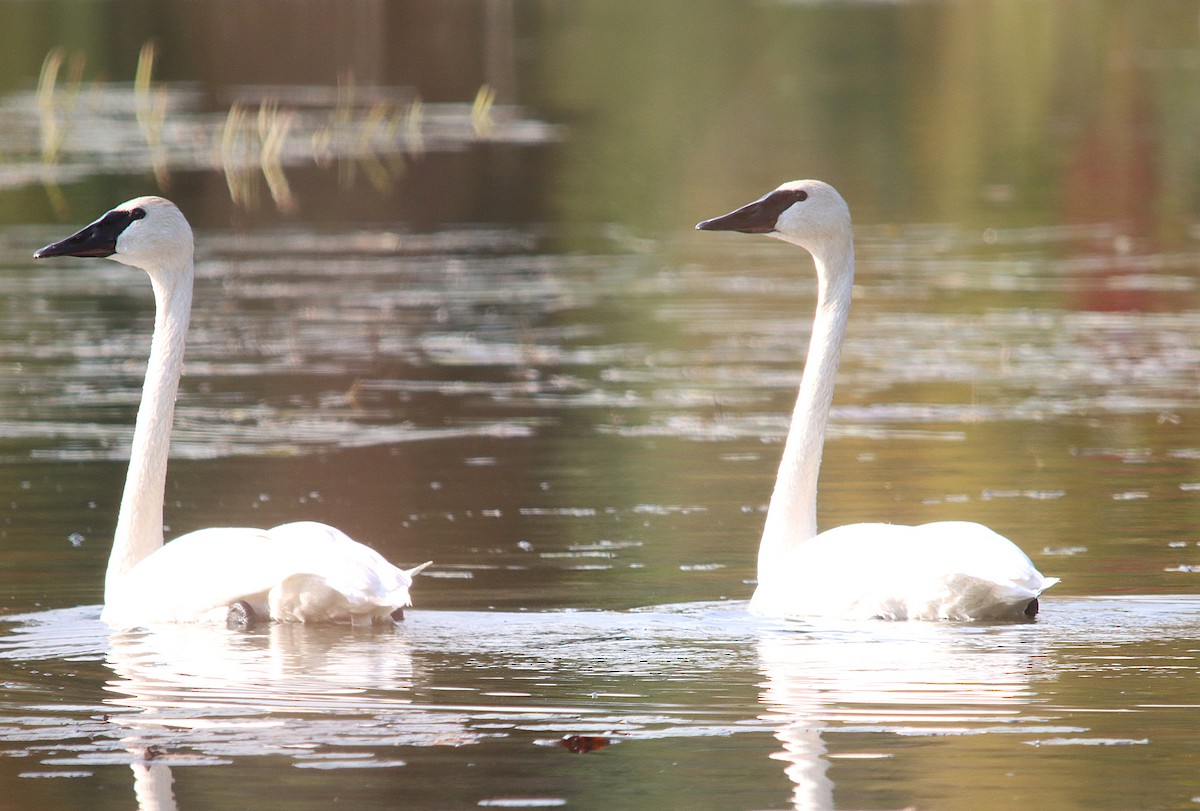 Trumpeter Swan - ML624482936
