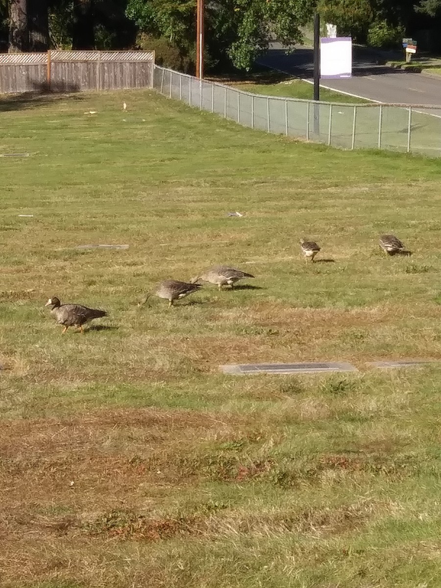 Greater White-fronted Goose - ML624483106