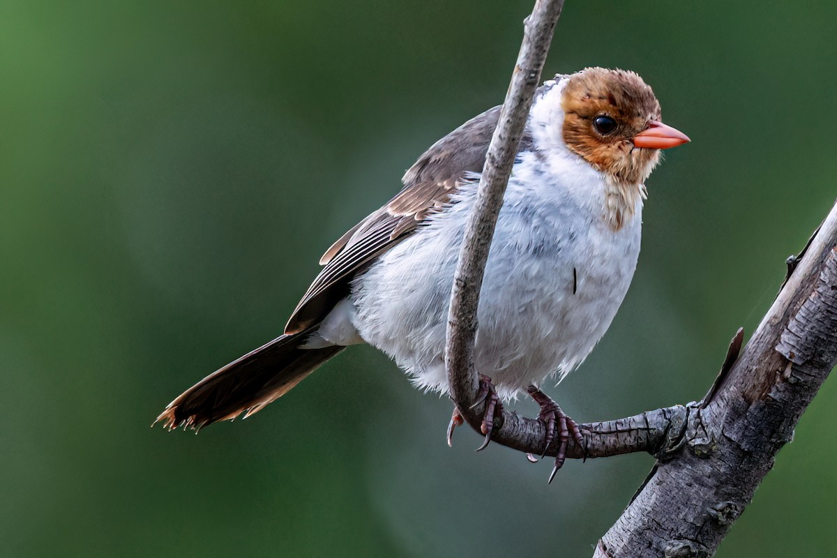 Yellow-billed Cardinal - ML624483299