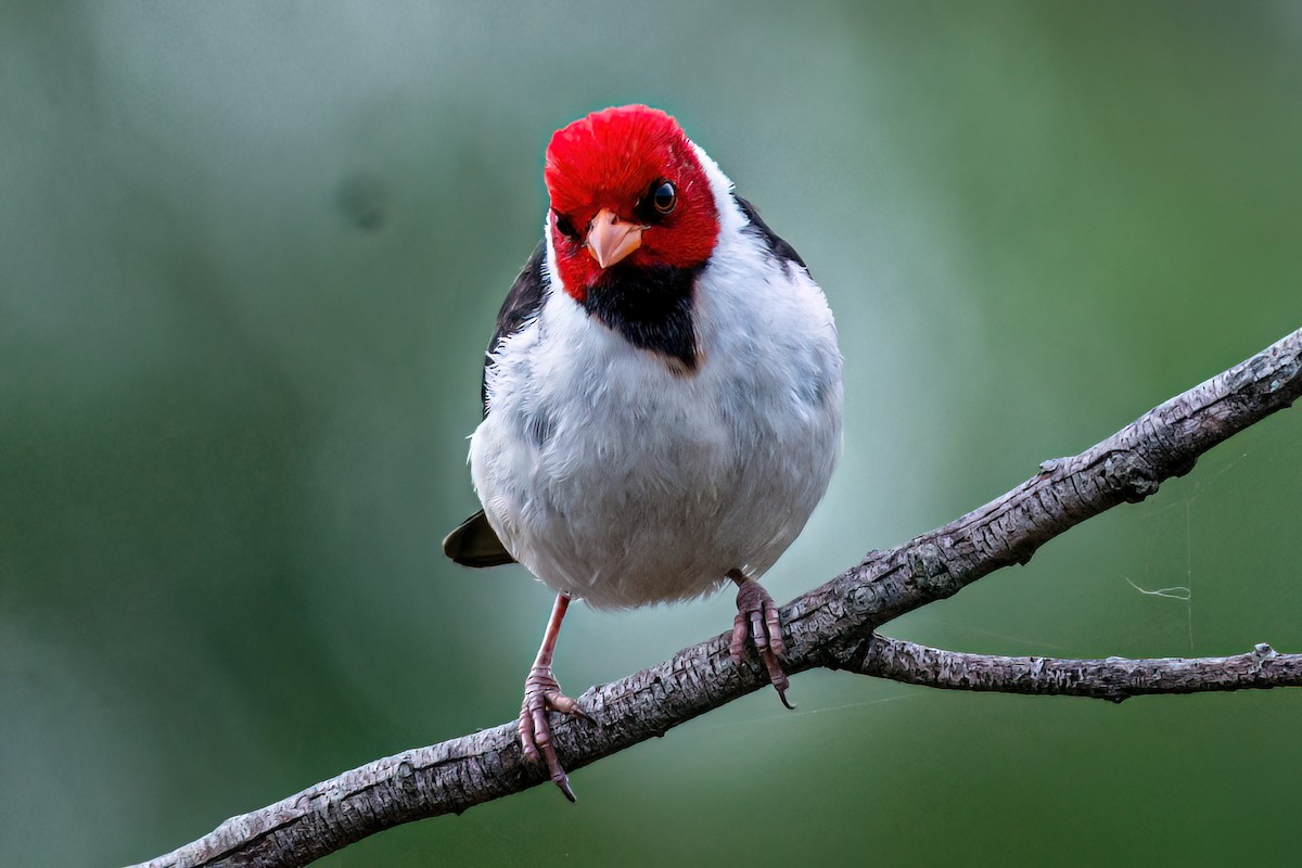 Yellow-billed Cardinal - ML624483316