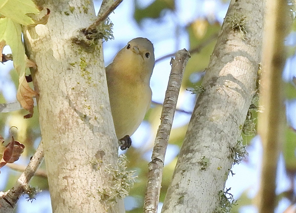 Lucy's Warbler - ML624483340