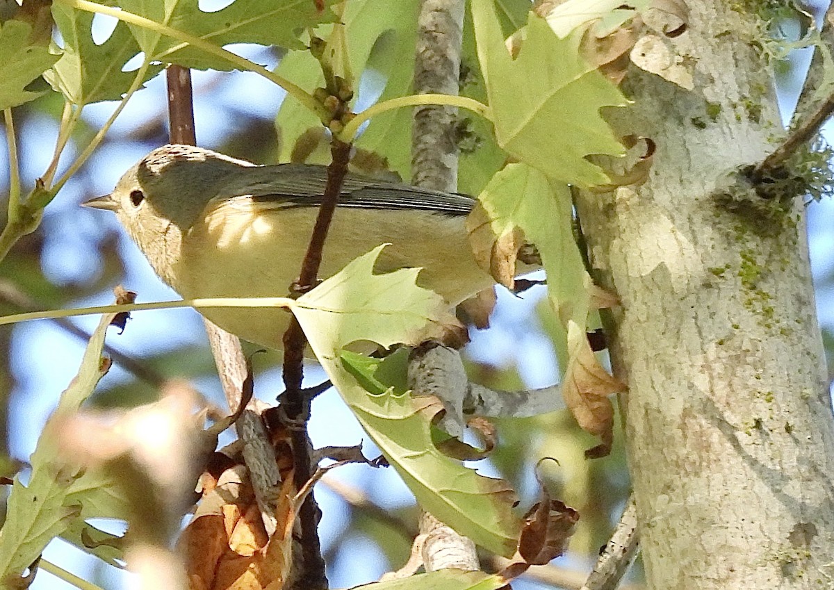 Lucy's Warbler - ML624483341