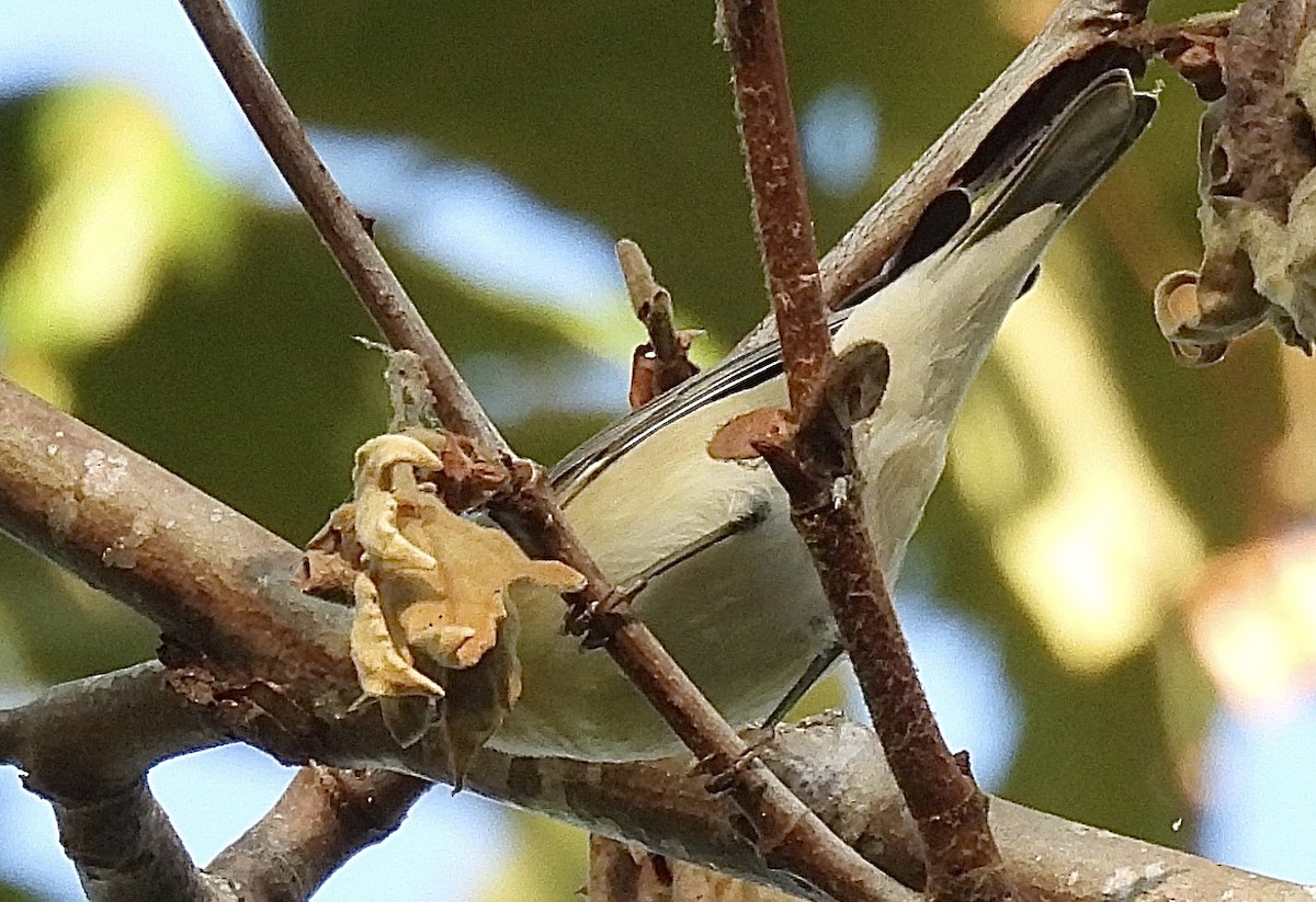 Lucy's Warbler - ML624483343