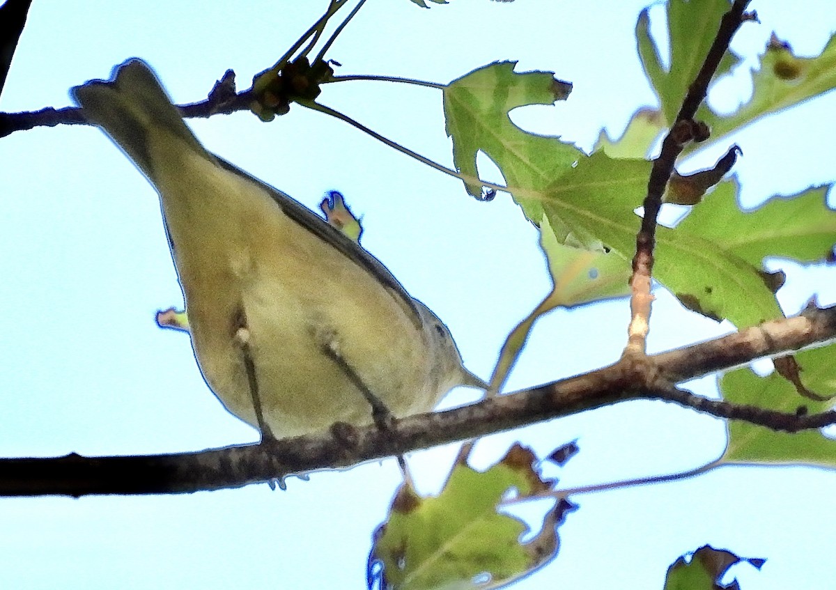 Lucy's Warbler - ML624483344