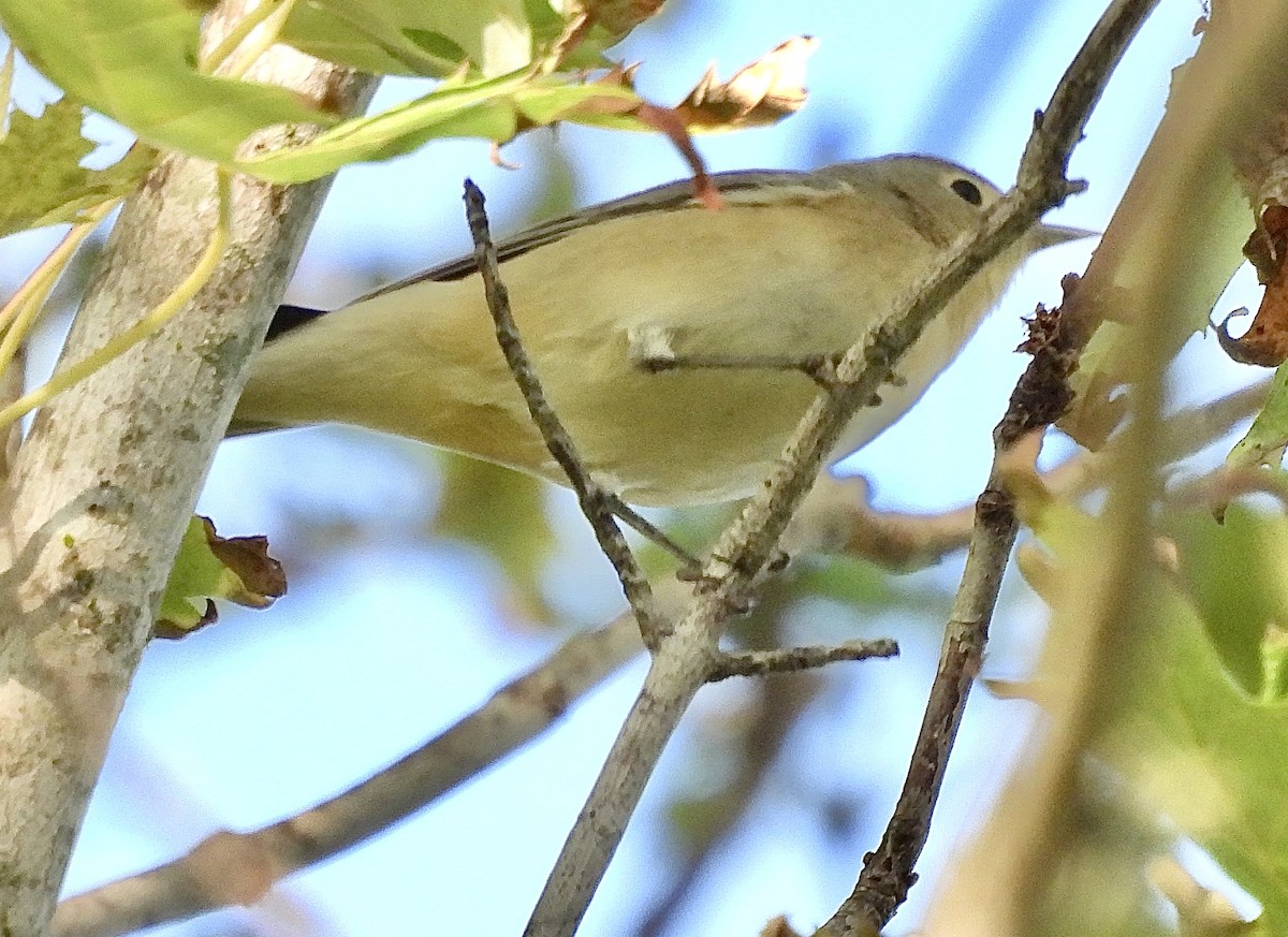 Lucy's Warbler - ML624483345