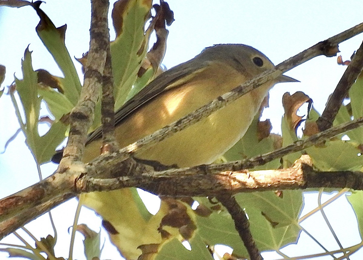 Lucy's Warbler - ML624483346