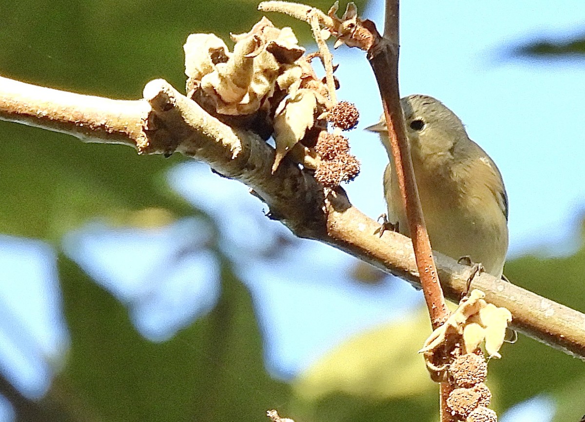 Lucy's Warbler - ML624483347