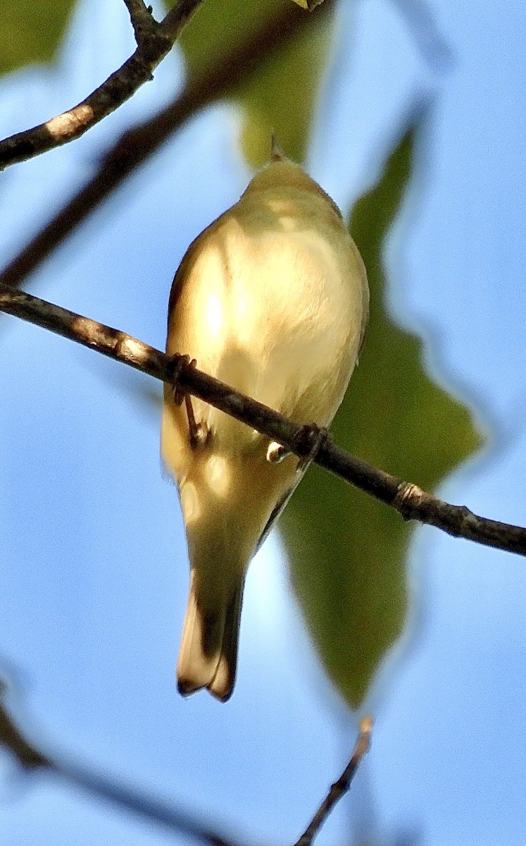 Lucy's Warbler - ML624483348
