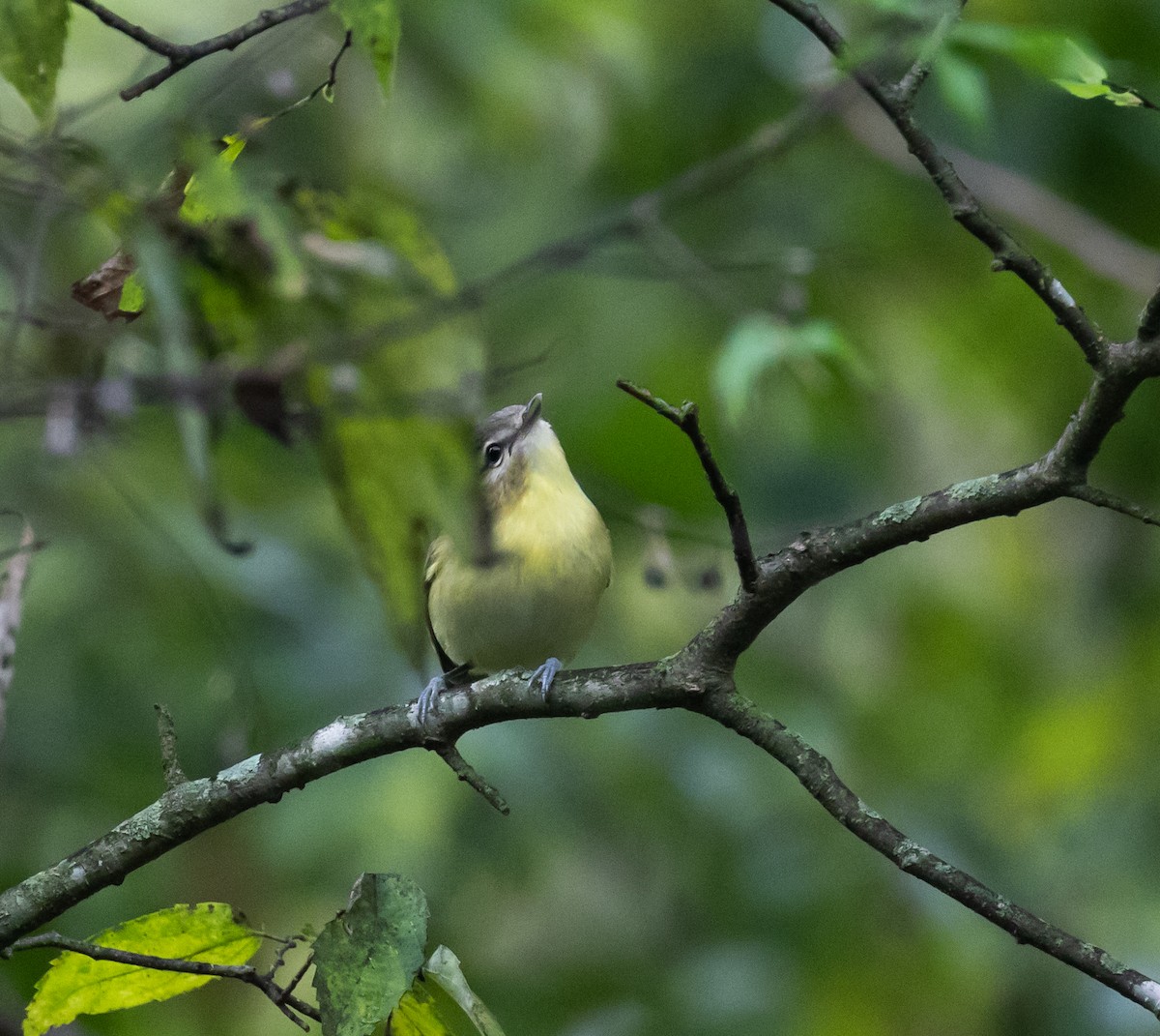 Philadelphia Vireo - ML624483387