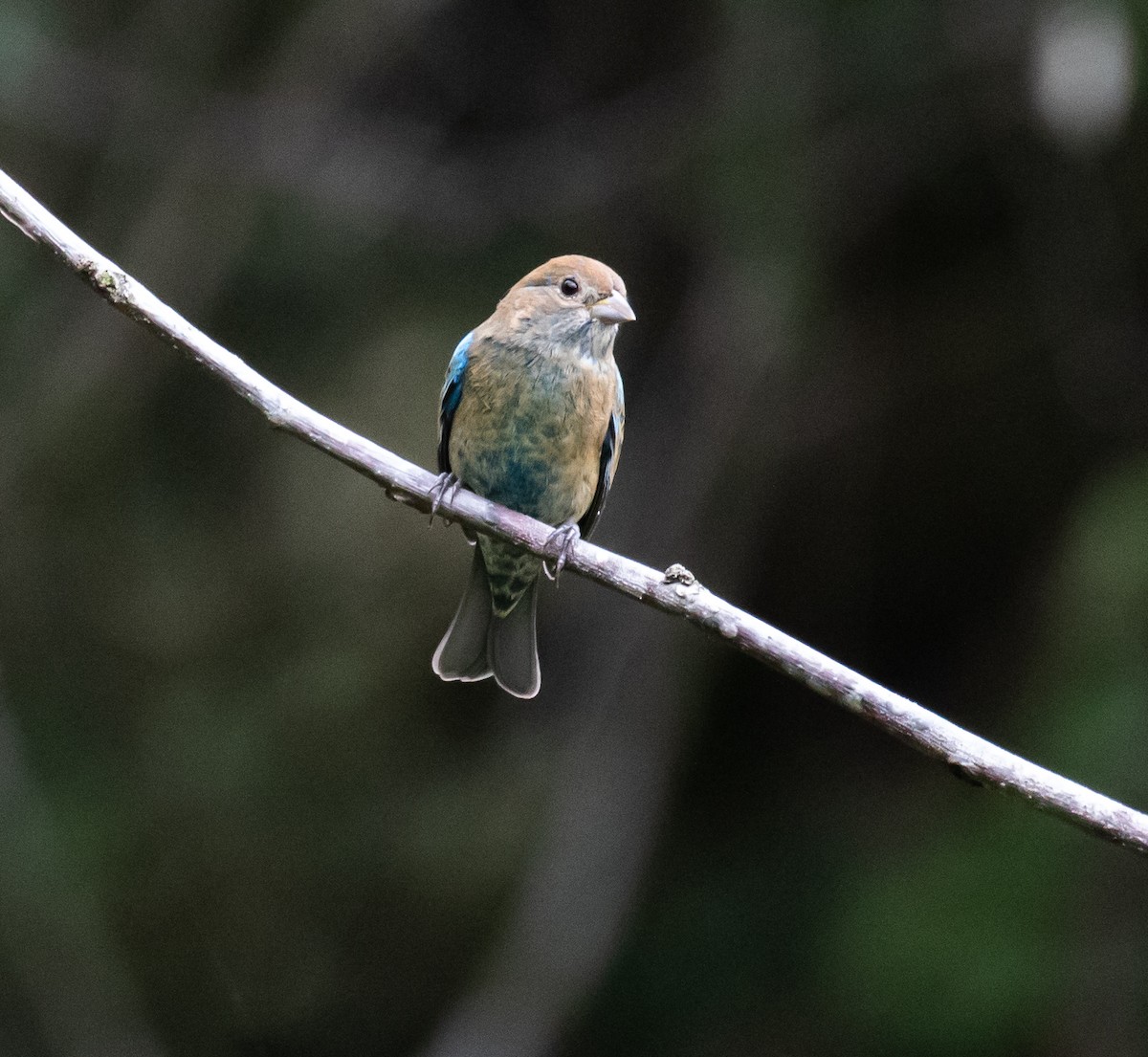 Indigo Bunting - ML624483388