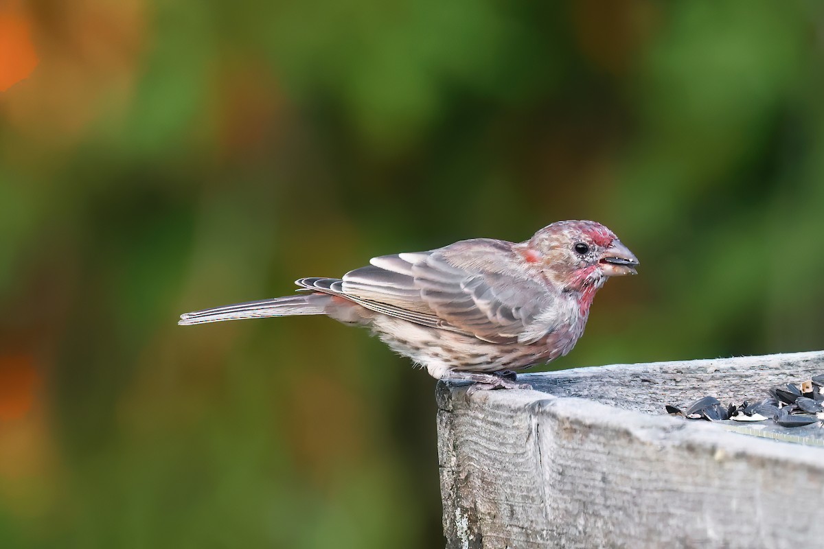 House Finch - ML624483503