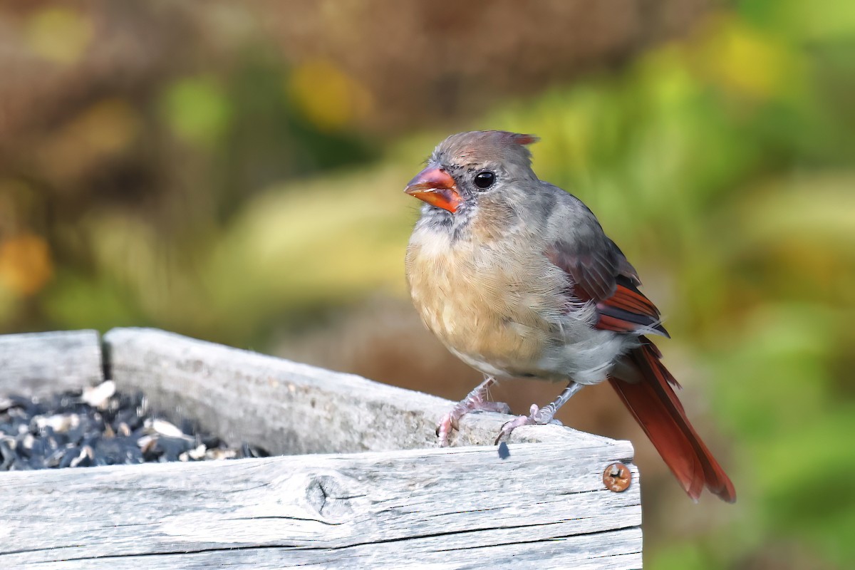 Northern Cardinal - ML624483508