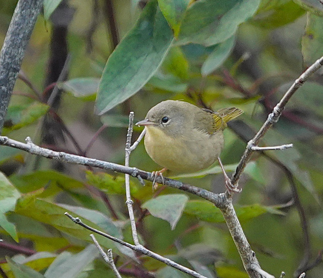 Paruline masquée - ML624483589