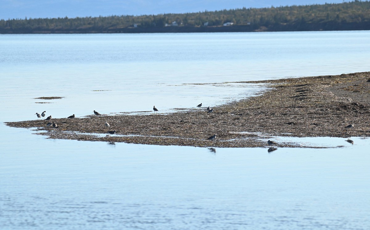 Greater Yellowlegs - ML624483648