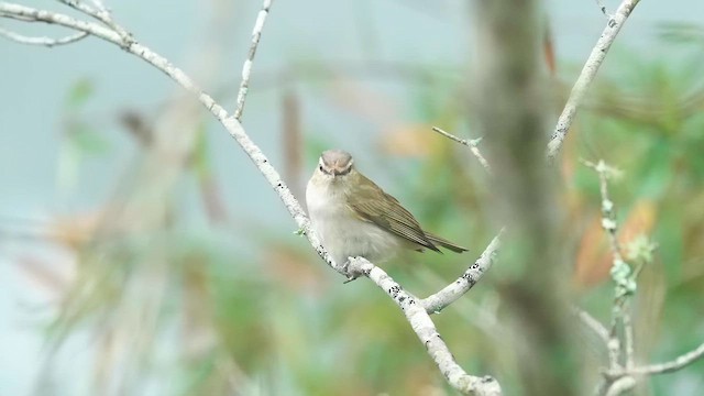 Vireo occhirossi - ML624483713