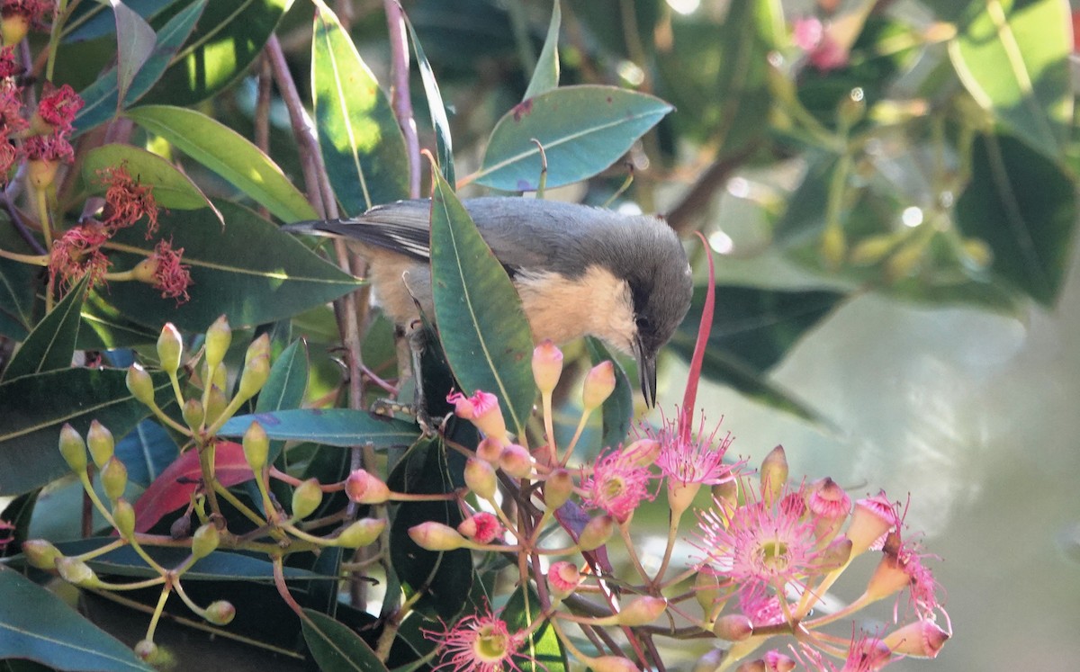 Pygmy Nuthatch - ML624483760