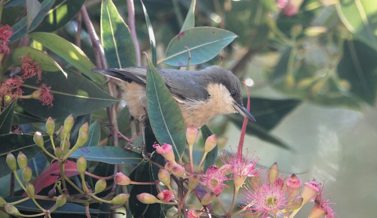 Pygmy Nuthatch - ML624483761