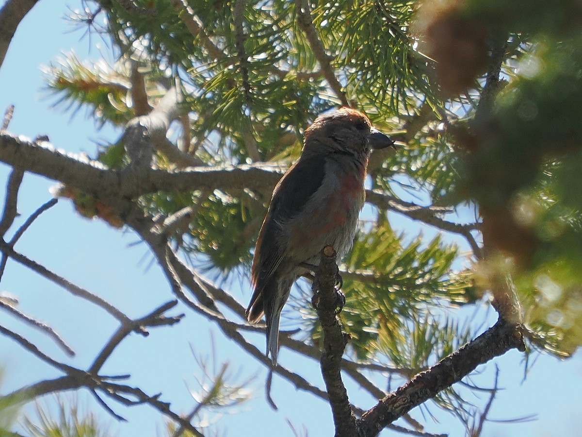 Red Crossbill - ML624483880