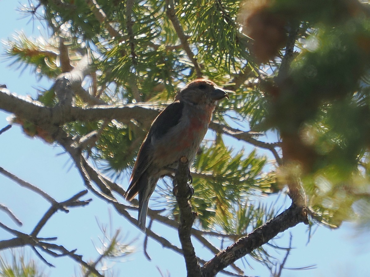 Red Crossbill - ML624483881