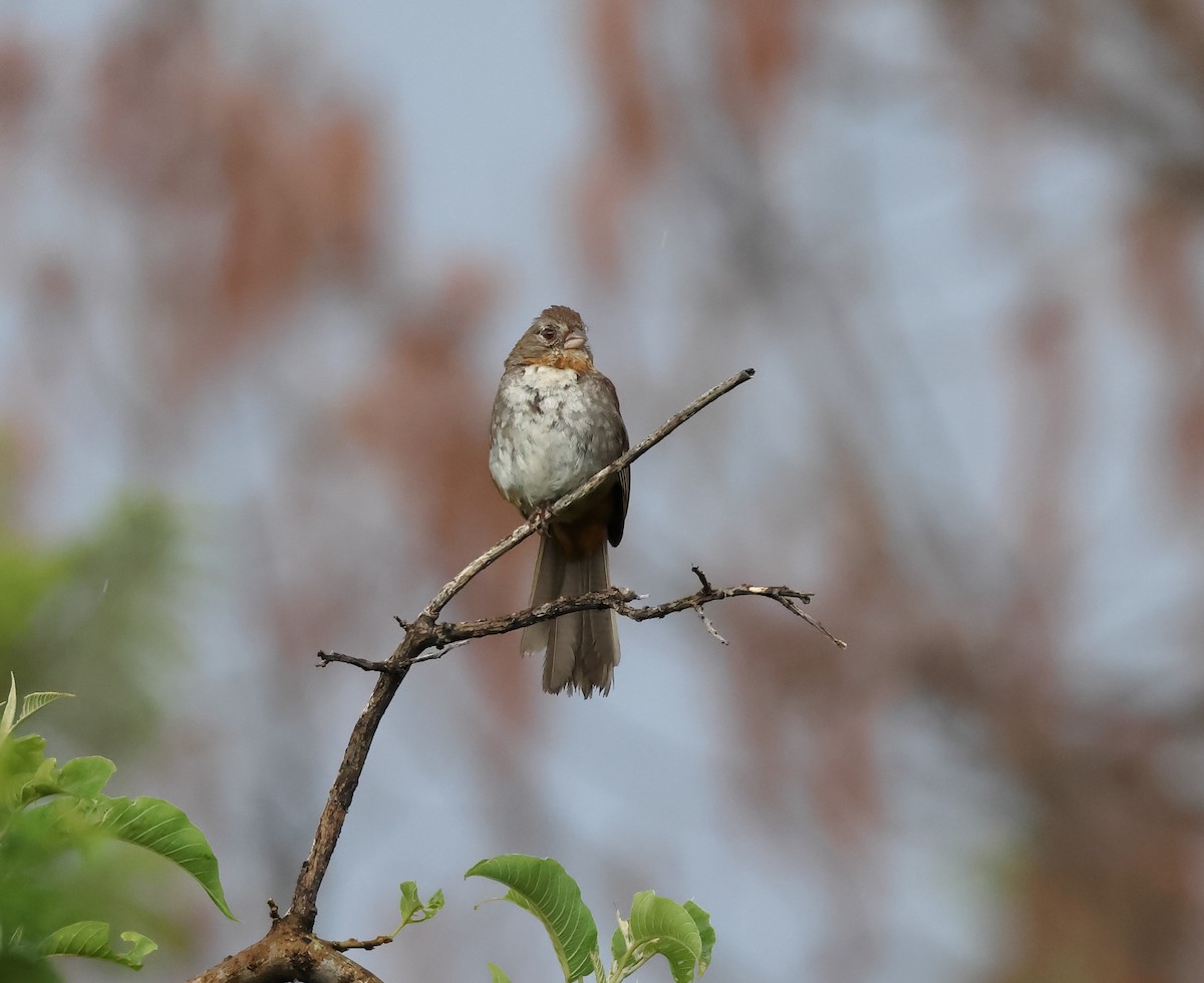 White-throated Towhee - ML624483903