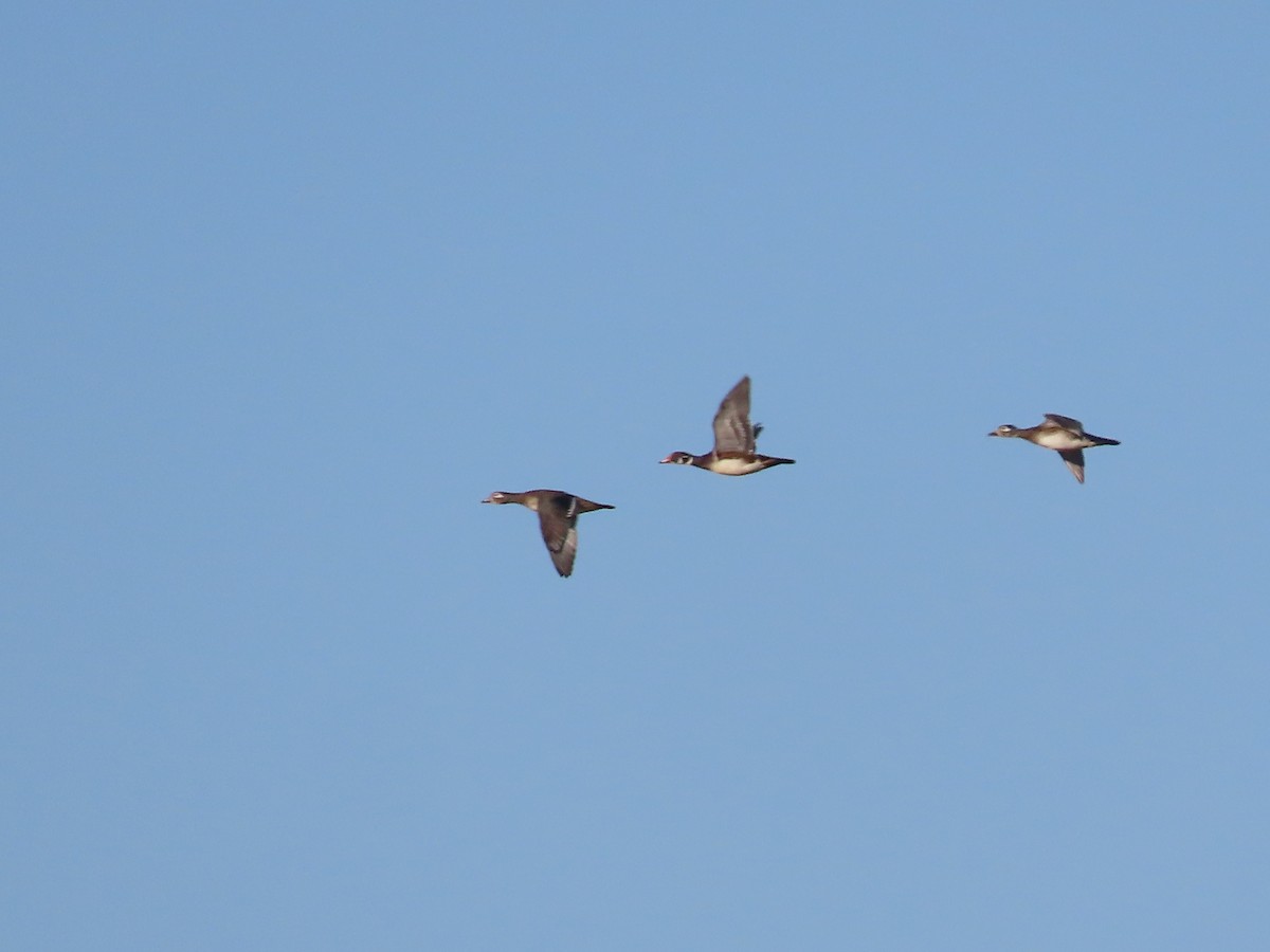 Wood Duck - ML624483997