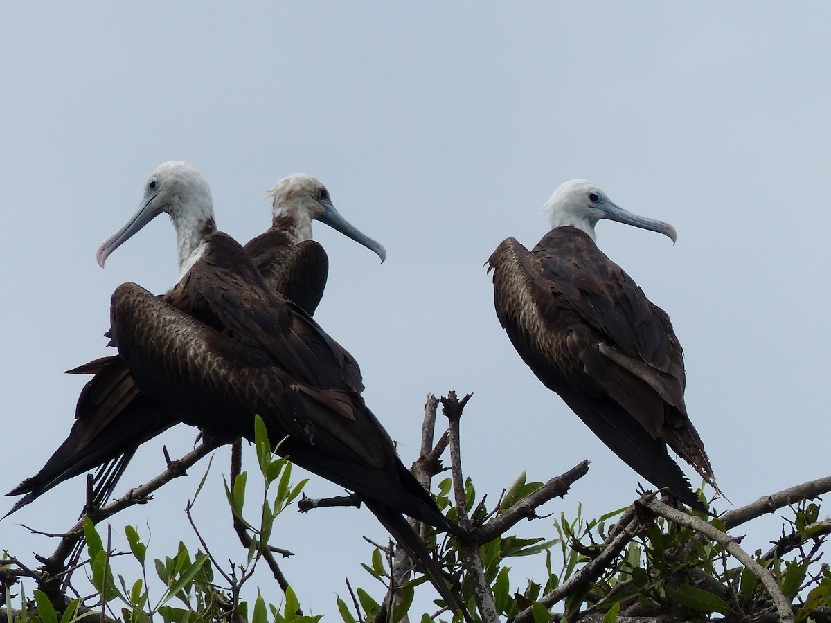 Magnificent Frigatebird - ML62448401