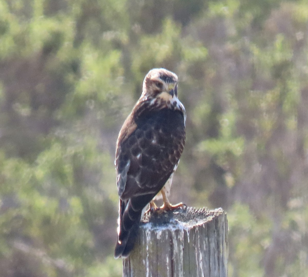 Broad-winged Hawk - ML624484016