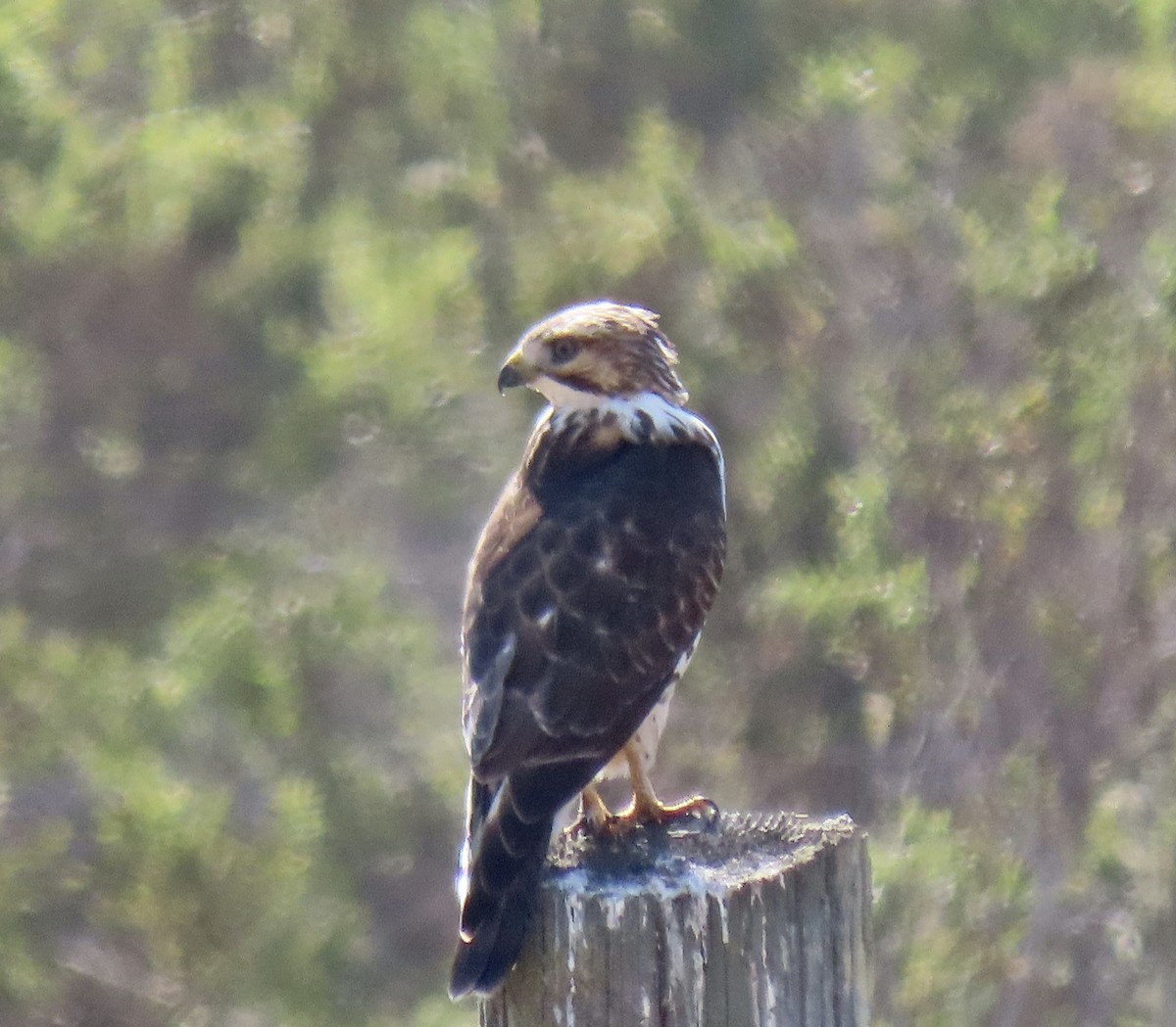 Broad-winged Hawk - ML624484024