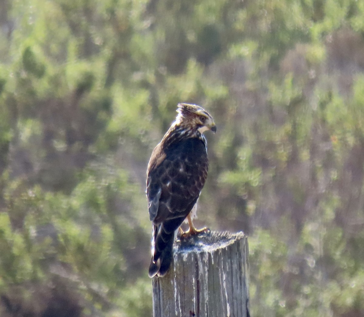 Broad-winged Hawk - ML624484041